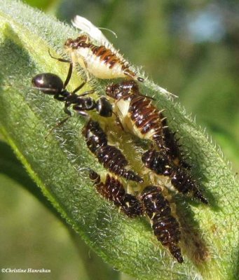 Treehopper nymphs (Publilia concava)