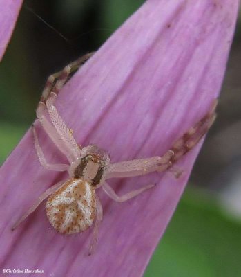 Northern crab spider (Mecaphesa sp.)