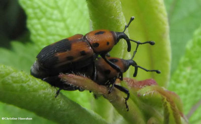 Weevils (Rhodobaenus quinquepunctatus)