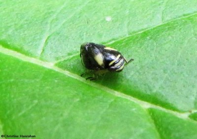 Dogwood spittlebug  (Clastoptera proteus), adult
