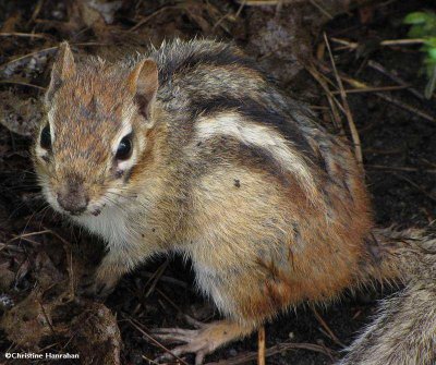 Chipmunk