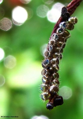 Stinkbug eggs (<em>Pentatomid</em> sp.)