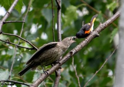 American redstart, male, feeding brown-headed cowbird baby