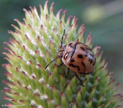 Two-spotted stinkbug (<em>Cosmopepla bimaculata</em>) nymph, on Thimbleweed