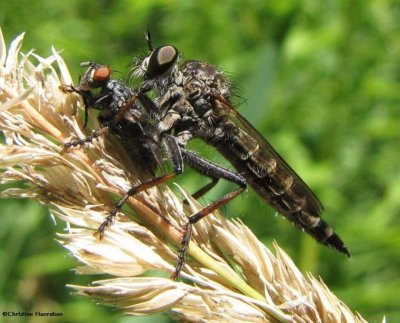 Robber fly (Asilid sp) with prey