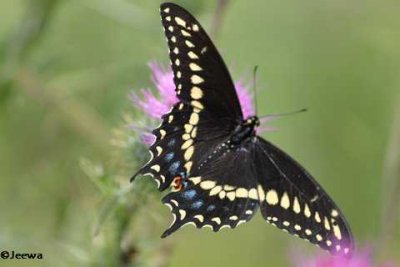 Swallowtails  (Papilionidae)