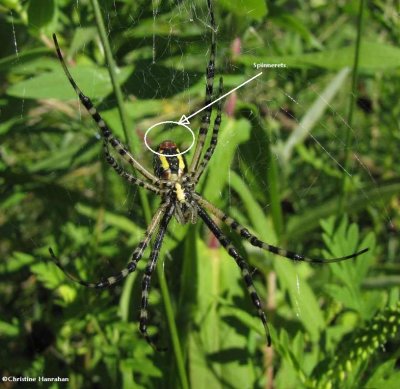 Banded argiope (Argiope trifasciata) showing the spinnerets (which make the silk for the web)