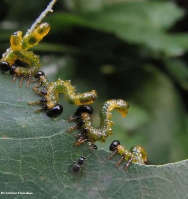 Argid sawflies on red oak