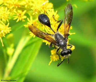 Sphecid wasp (<em>Isodontia mexicana</em>)