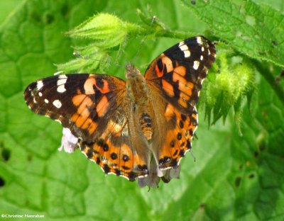 Painted lady (Vanessa cardui) on Comfrey