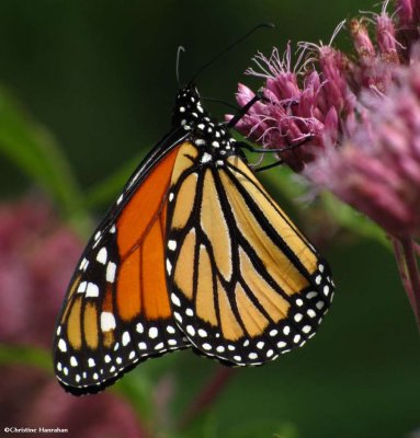 Monarch butterfly (Danaus plexippus) on Joe-pye-weed