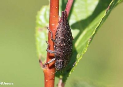 Jewel beetle (Buprestid sp.)