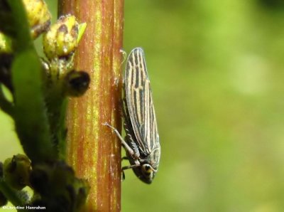 Leafhopper (Neokolla sp.)