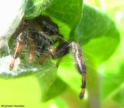 Jumping spider in shelter, female