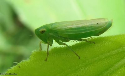 Leafhopper (Chlorotettix unicolor sp.)