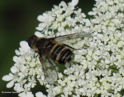 Bee fly (Villa cf. alternata)