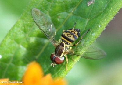 Hover fly (Toxomerus geminatus) on Butterfly Weed