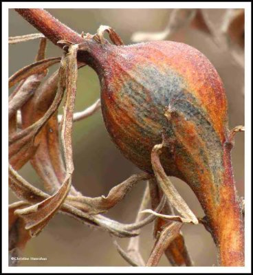 Goldenrod gall