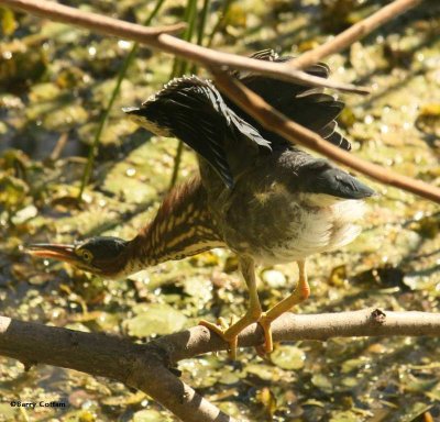 Green heron