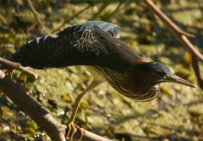 Green heron