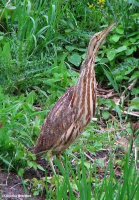 American bittern