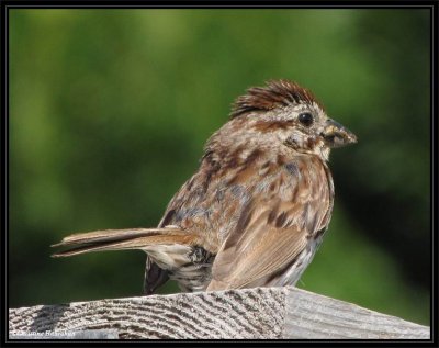 Song sparrow with food