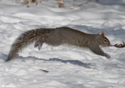 Leaping Grey