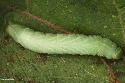 Great ash sphinx moth caterpillar (Sphinx chersis), #7802