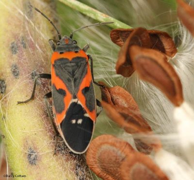 Small milkweed bug (Lygaeus kalmii)