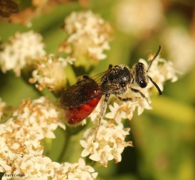 Sweat bee (Sphecodes)