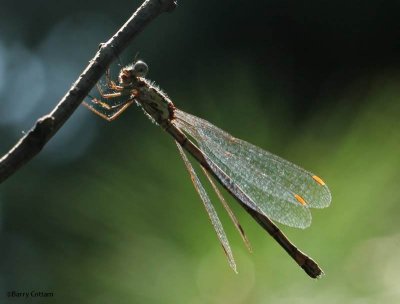 Spotted Spreadwing (Lestes congener), female