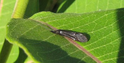 Long-horned Caddisfly (Leptoceridae sp.)