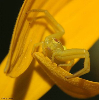 Female Goldenrod Crab spider (Misumena vatia)