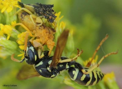 European paper wasp (Polistes dominula) caught by an ambush bug (Phymata)