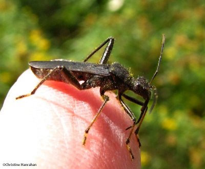 Broad-headed bug (Alydus eurinus)