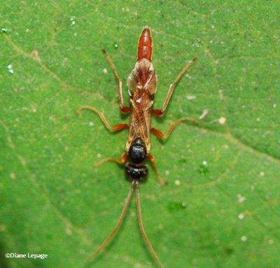 Ichneumonid Wasp (Ichneumonidae)