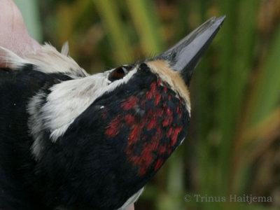 Dendrocopos major - bird 1 - picture 1