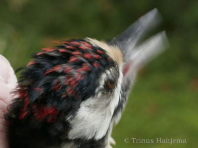 Dendrocopos major - bird 3 - picture 1