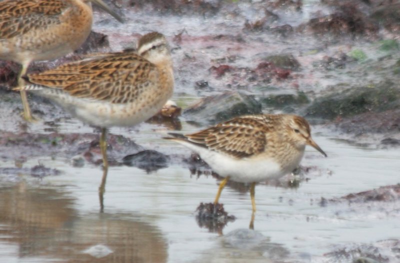 Pectoral Sandpiper w/S-b Dowitcher - Crescent (Duxbury) Beach - Plymouth, MA - 09-09-2009