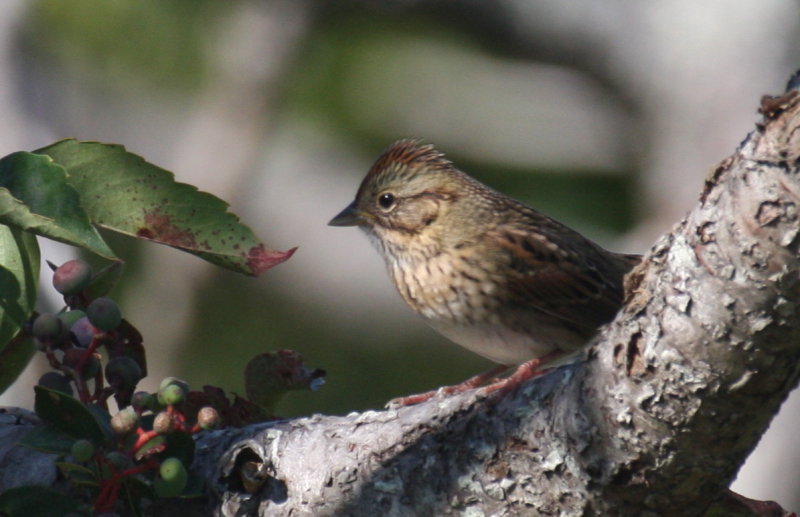 Lincolns Sparrow - Duxbury Beach, MA - Sept.13, 2012   [2 of 2]