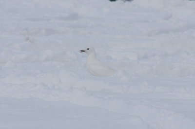 Ivory Gull in Plymouth, MA  Jan 20, 2009