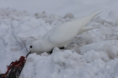 Feeding on Rock Dove carcass (4278)