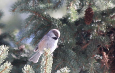 02-14-2009  Boreal on tip of pine branch