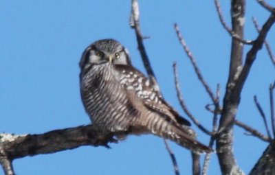 02-14-2009  Hawk Owl - closeup