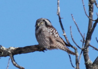 02-14-2009  Hawk Owl - closeup