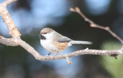 02-14-2009  Boreal on  branch