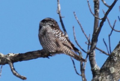 02-14-2009  Hawk Owl - back of head