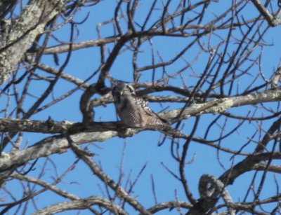 02-14-2009 Hawk Owl - camoflauged