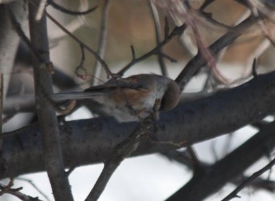 02-14-2009  Boreal in tree