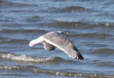 Right wing  090304 Dux Beach 5417.jpg